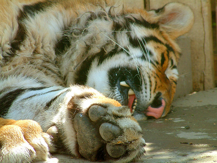 tiger.jpg