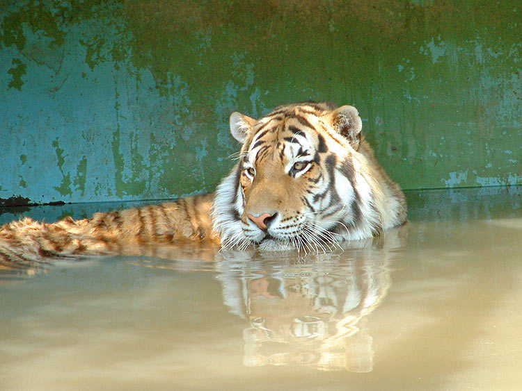 tiger5.jpg