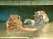 tiger3.jpg
