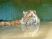 tiger5.jpg